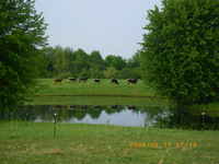 Herd_view_across_pond