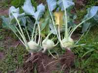 Kohlrabi