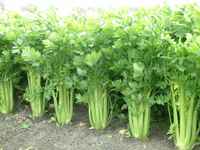 Celery-crop-1024x768