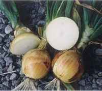 Onion_earlyyellowglobe_275